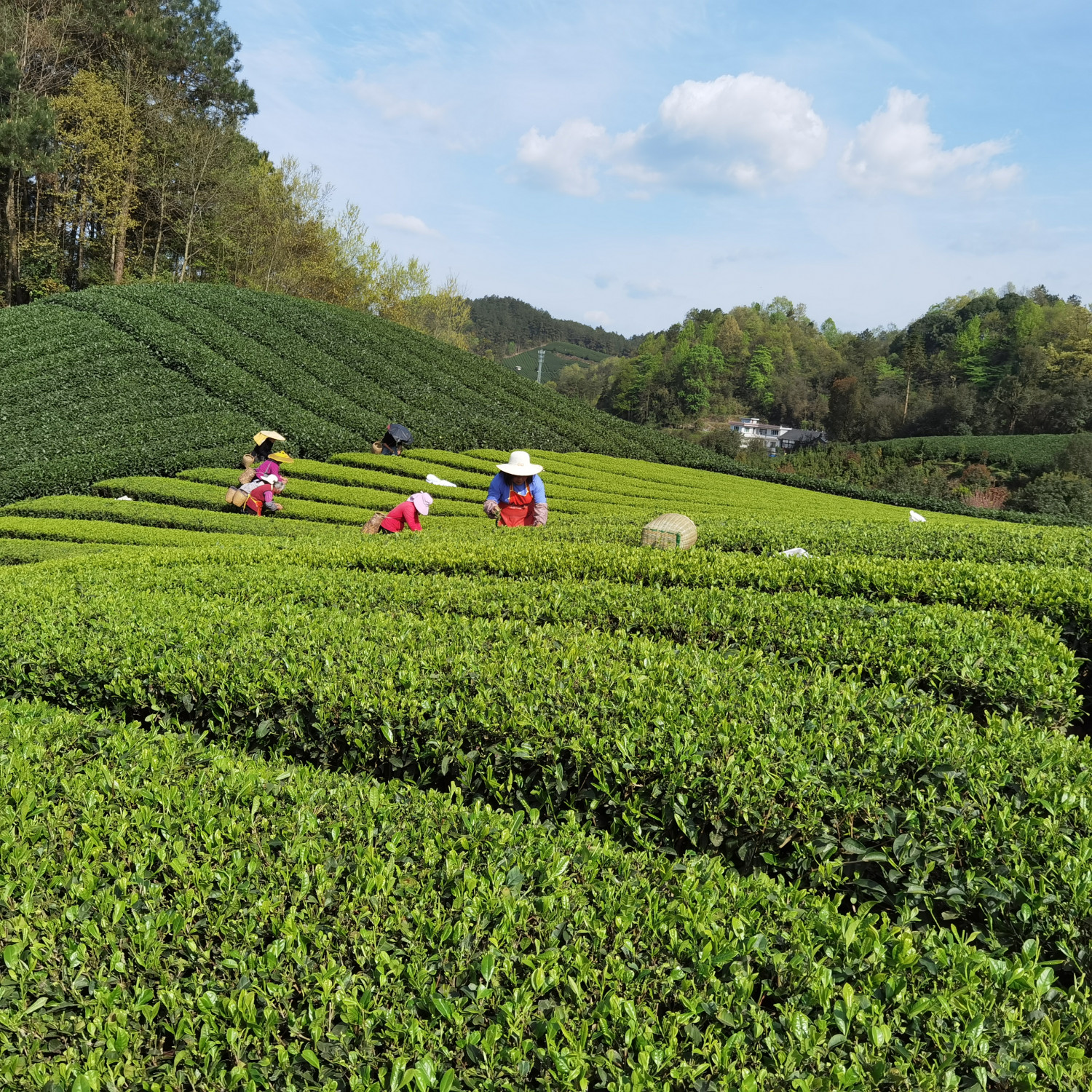 Die verschiedensten Tee-Sorten gibt es im Teegeschäft Tee-Orient in Kesselsdorf