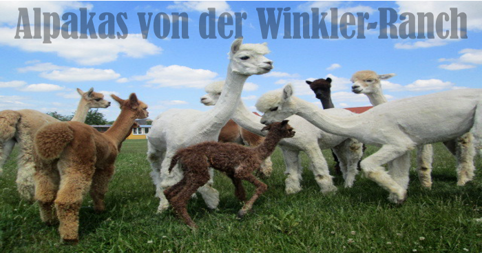 Alpakas von der Winkler-Ranch in Frohburg