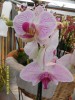 Die Orchidee, unsere Blume der Woche