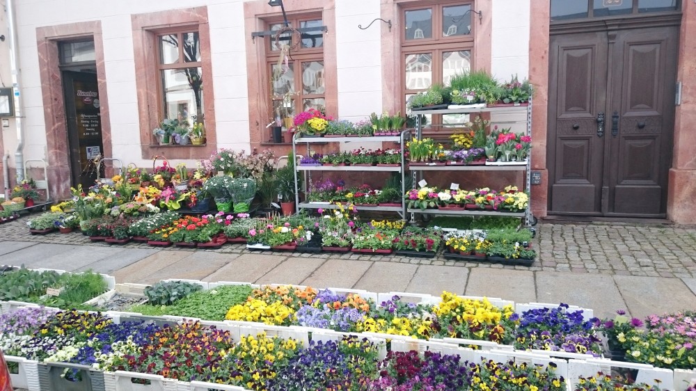 Außenansicht Blumenhaus am Markt mit frischen Frühlingsblumen